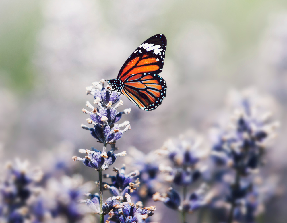 Emagrecer de forma saudável